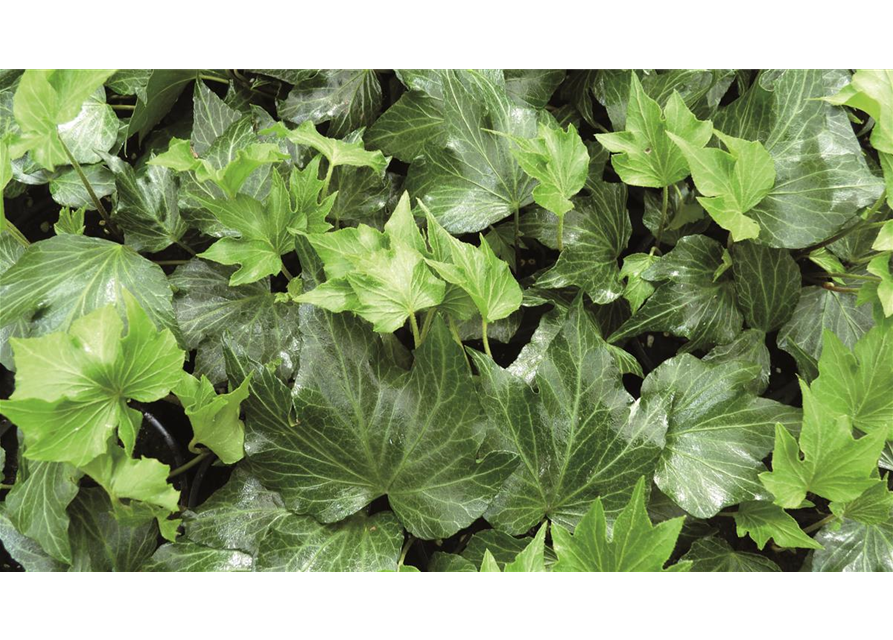 Hedera helix 'Green Ripple', 12er Set