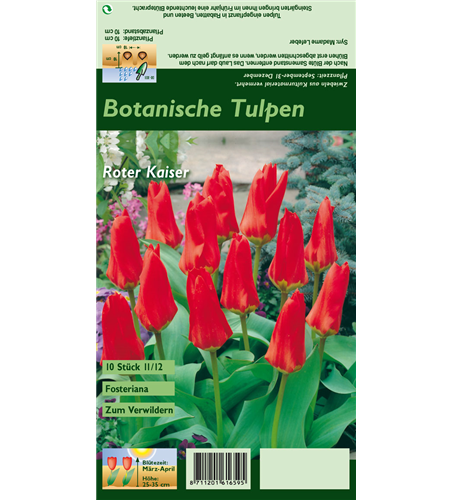 Tulpe 'Roter Kaiser'