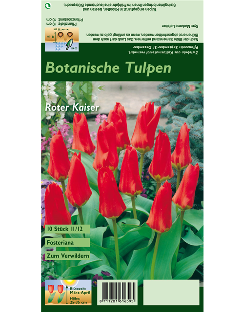 Tulpe 'Roter Kaiser'