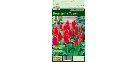 Tulpe 'Roter Kaiser'