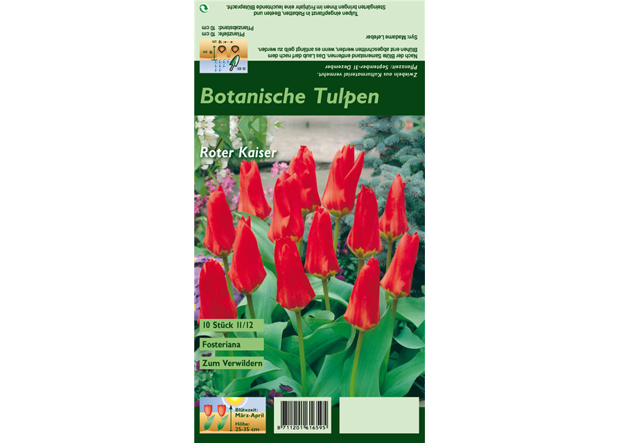 Tulpe 'Roter Kaiser'