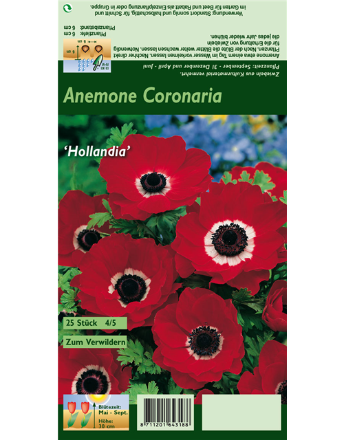 Garten-Anemone 'De Caen Hollandia'