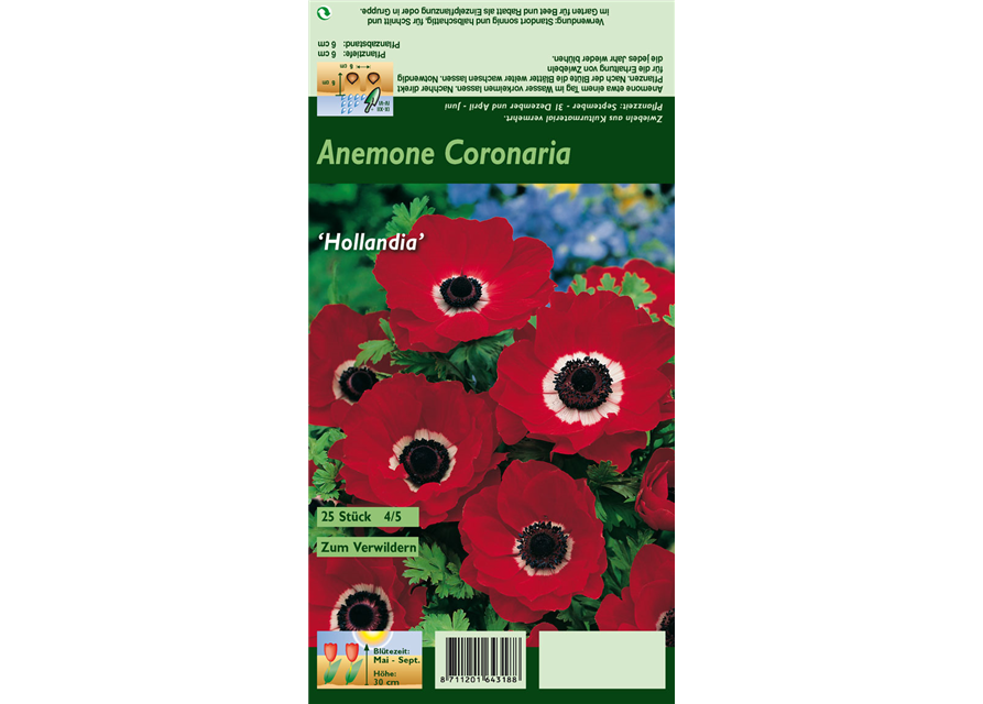 Garten-Anemone 'De Caen Hollandia'