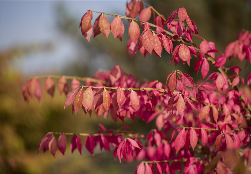 Was tun mit dem Herbstlaub?