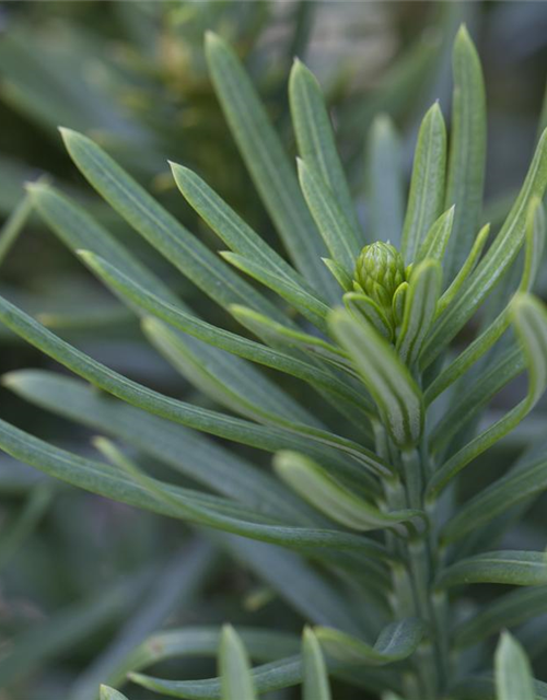 Säulenkopfeibe 'Fastigiata'