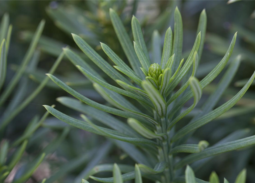 Säulenkopfeibe 'Fastigiata'