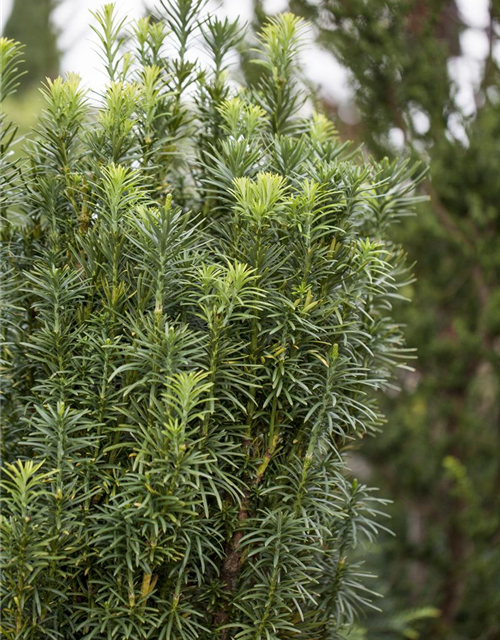 Säulenkopfeibe 'Fastigiata'