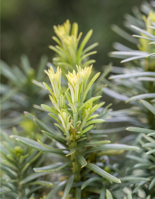 Säulenkopfeibe 'Fastigiata'