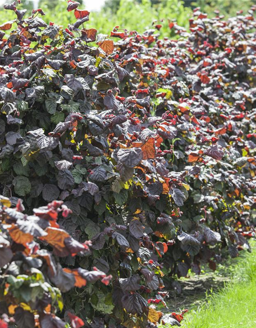 Waldhasel 'Red Majestic'