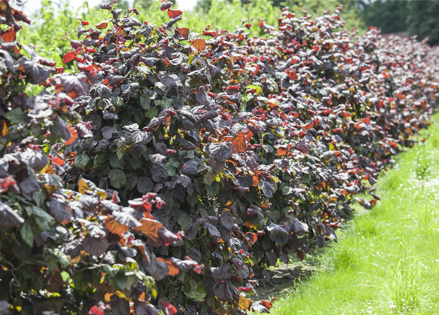 Waldhasel 'Red Majestic'