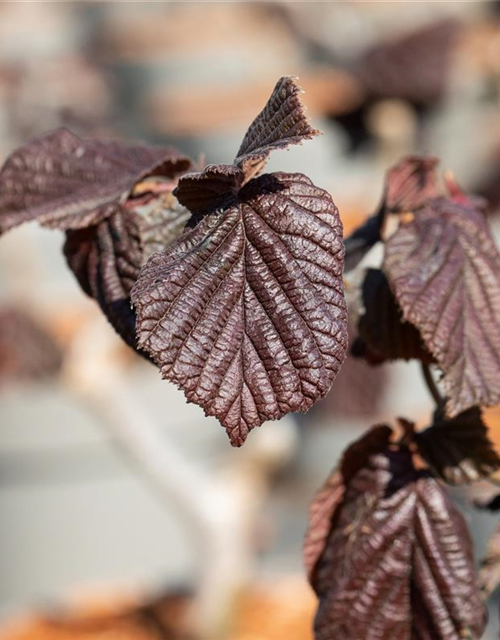 Waldhasel 'Red Majestic'