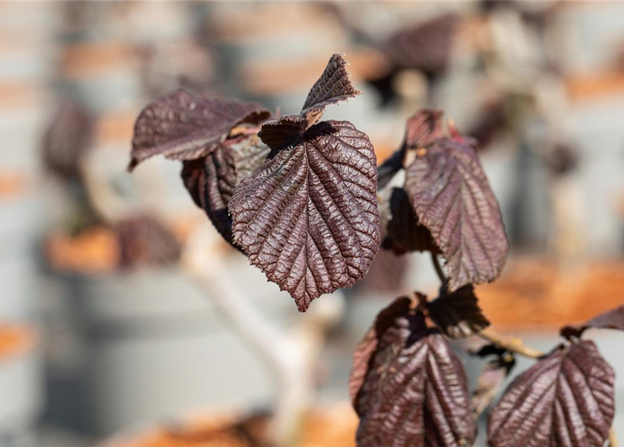 Waldhasel 'Red Majestic'