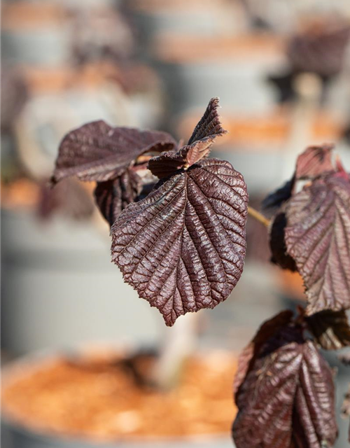 Waldhasel 'Red Majestic'