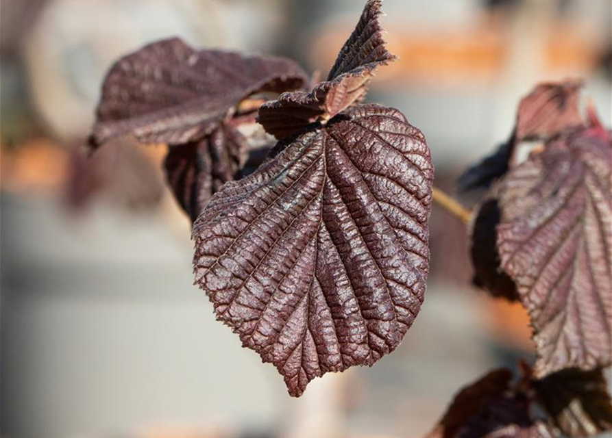 Waldhasel 'Red Majestic'