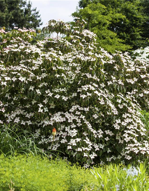 Japanischer Blumen-Hartriegel 'Cappuccino'®