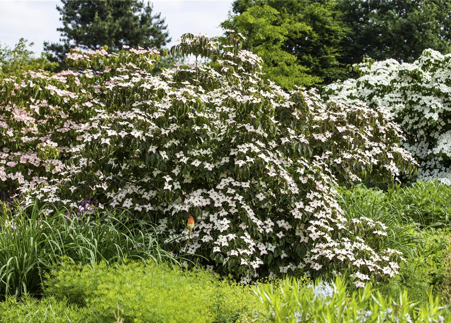 Japanischer Blumen-Hartriegel 'Cappuccino'®