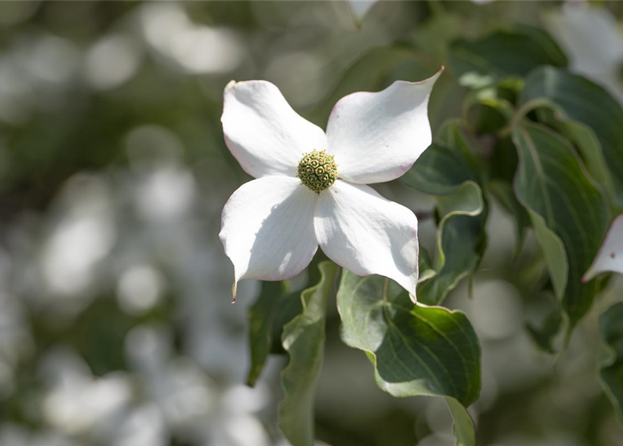 Japanischer Blumen-Hartriegel 'Cappuccino'®