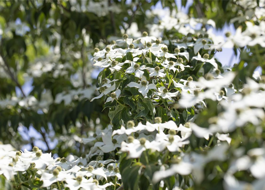 Japanischer Blumen-Hartriegel 'Cappuccino'®