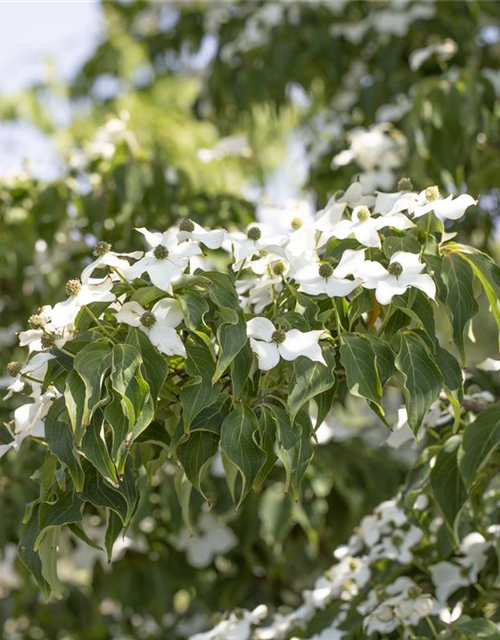 Japanischer Blumen-Hartriegel 'Cappuccino'®