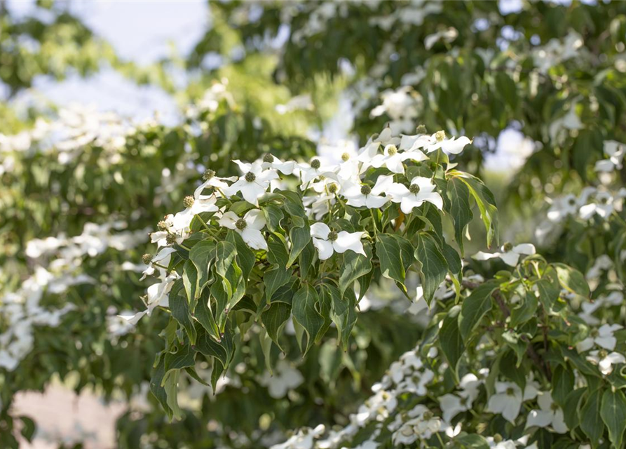 Japanischer Blumen-Hartriegel 'Cappuccino'®