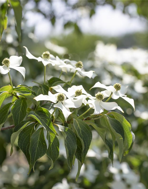 Japanischer Blumen-Hartriegel 'Cappuccino'®