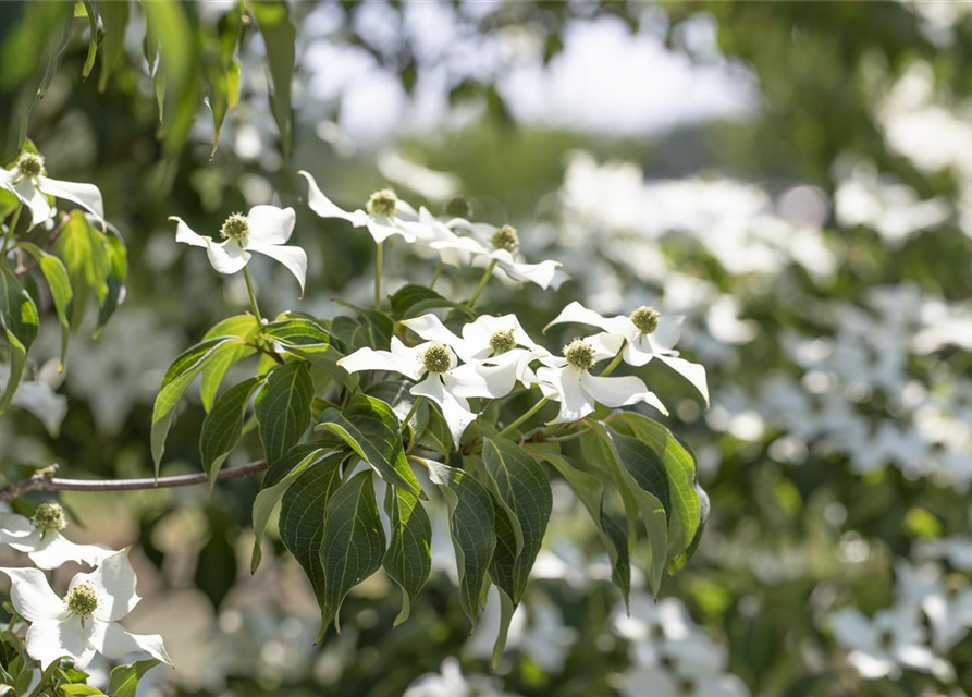 Japanischer Blumen-Hartriegel 'Cappuccino'®