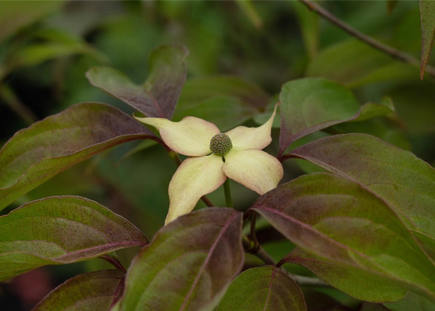 Japanischer Blumen-Hartriegel 'Cappuccino'®