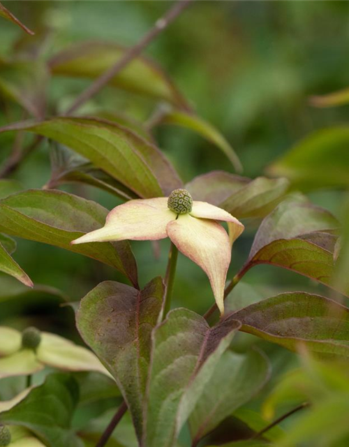 Japanischer Blumen-Hartriegel 'Cappuccino'®