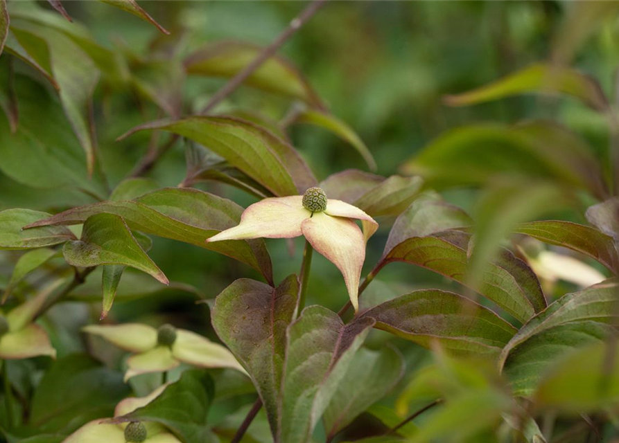 Japanischer Blumen-Hartriegel 'Cappuccino'®