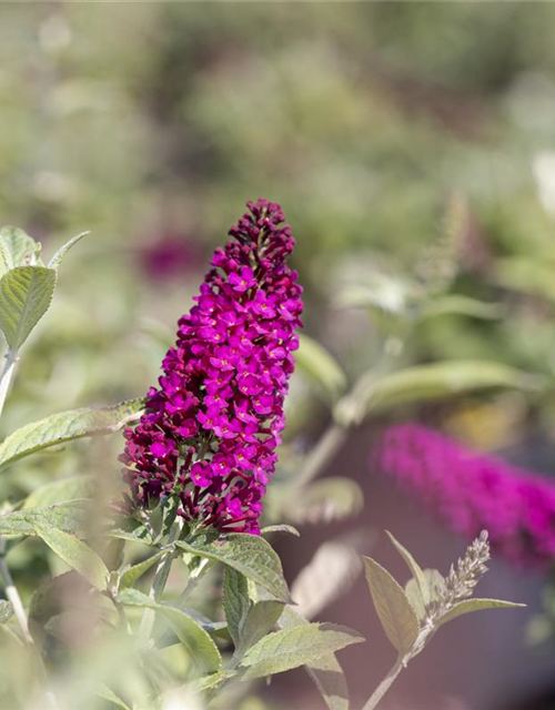 Schmetterlingsflieder 'Miss Molly'