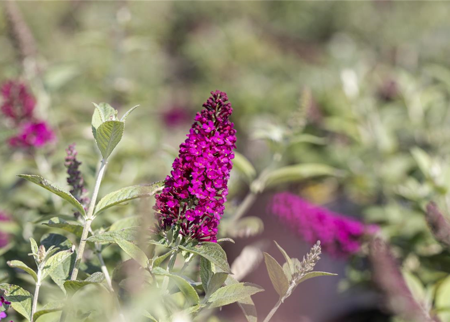 Schmetterlingsflieder 'Miss Molly'