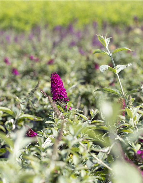 Schmetterlingsflieder 'Miss Molly'