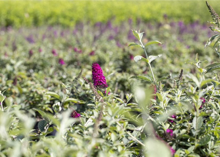 Schmetterlingsflieder 'Miss Molly'