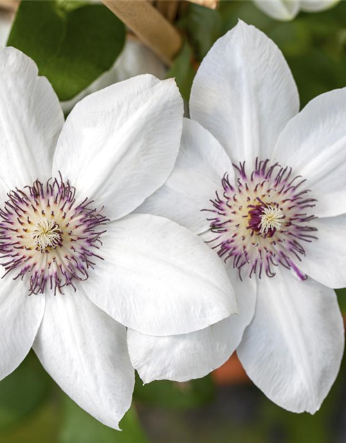 Clematis hybrida 'Ninon'®