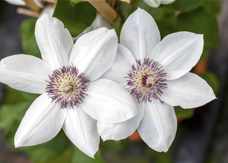 Clematis hybrida 'Ninon'®