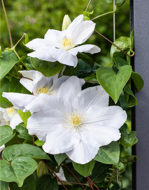 Clematis hybrida 'Madame Le Coultre'