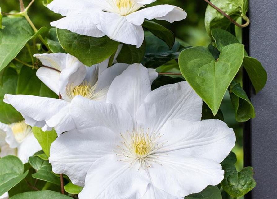 Clematis hybrida 'Madame Le Coultre'