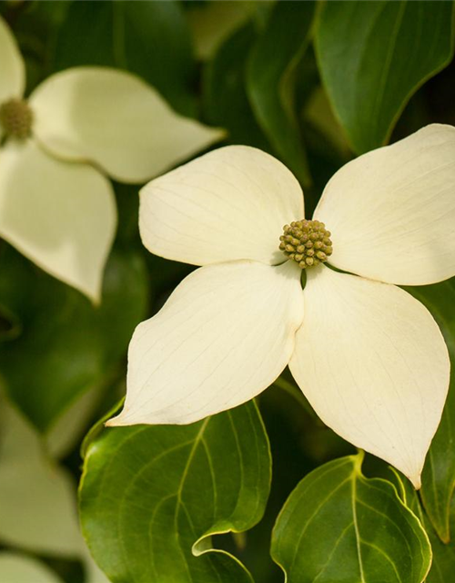 Japanischer Blumen-Hartriegel 'Claudia'