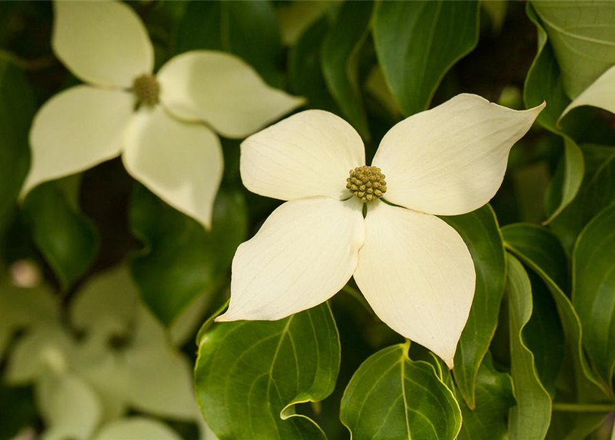 Japanischer Blumen-Hartriegel 'Claudia'