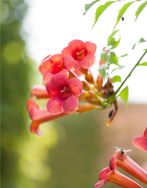 Trompetenblume 'Flamenco'