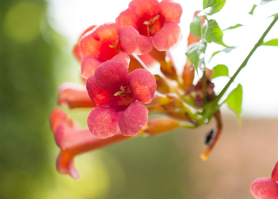 Trompetenblume 'Flamenco'