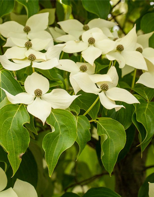 Japanischer Blumen-Hartriegel 'Claudia'