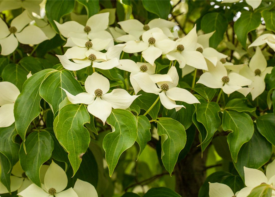 Japanischer Blumen-Hartriegel 'Claudia'