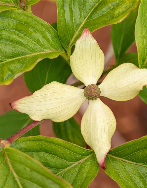 Japanischer Blumen-Hartriegel 'Claudia'