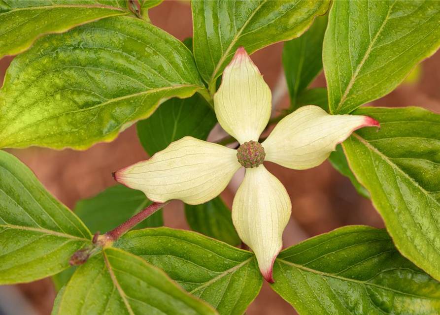 Japanischer Blumen-Hartriegel 'Claudia'