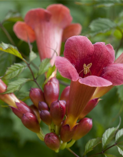 Trompetenblume 'Flamenco'