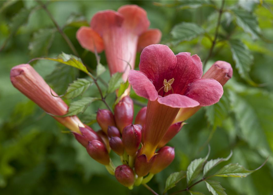 Trompetenblume 'Flamenco'