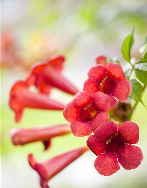 Trompetenblume 'Flamenco'