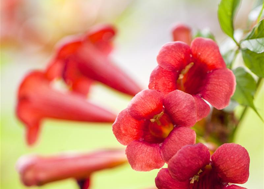 Trompetenblume 'Flamenco'