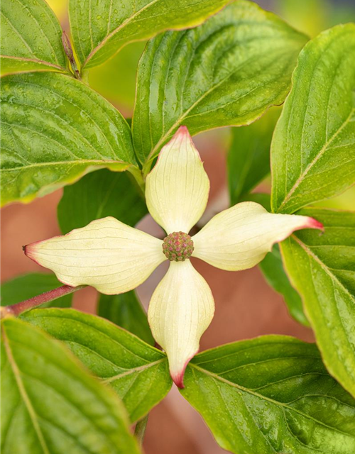 Japanischer Blumen-Hartriegel 'Claudia'